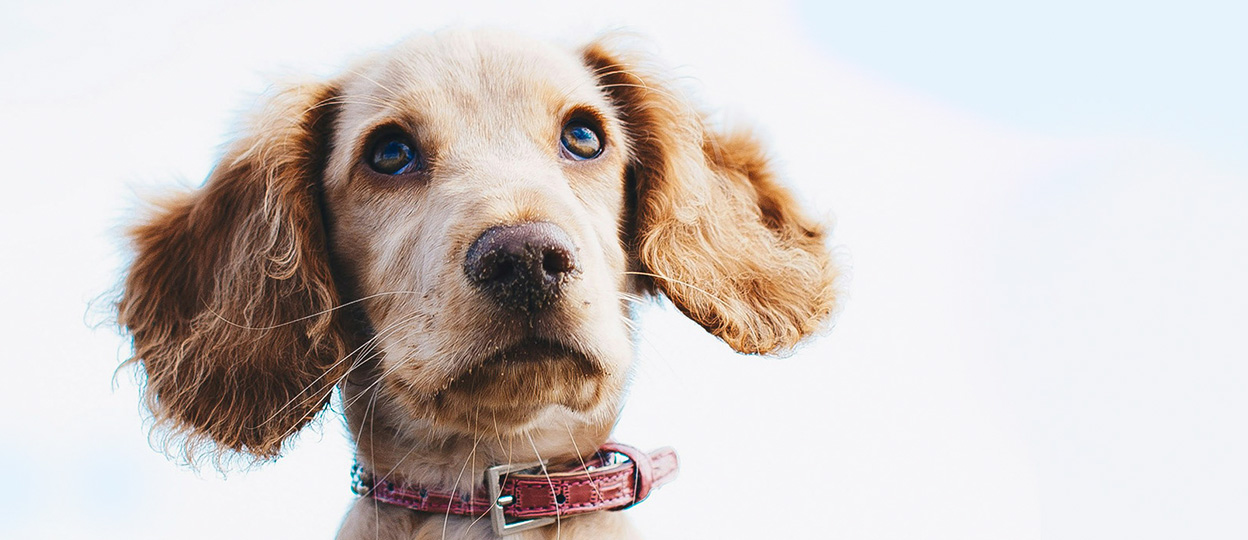 Životinje pas 1248x540